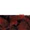 Bloodshed(Swe) - Skullcrusher - 7